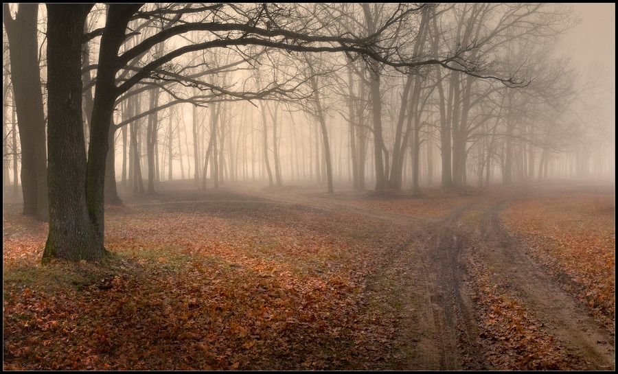 Foggy paths | Landscape photos