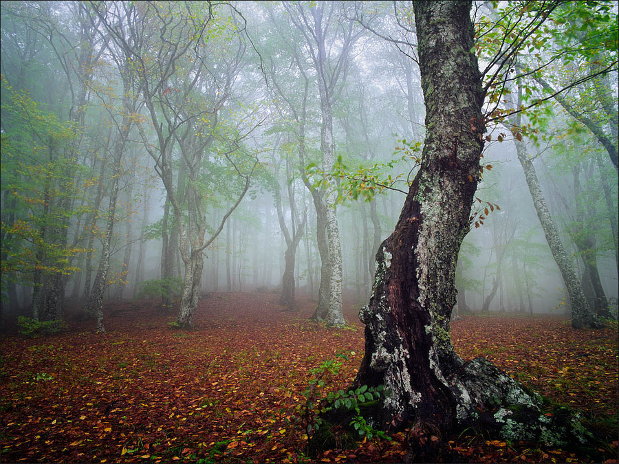 A foggy forest | Landscape photos