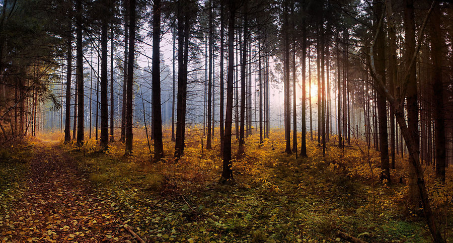 Through the forest… | Landscape photos