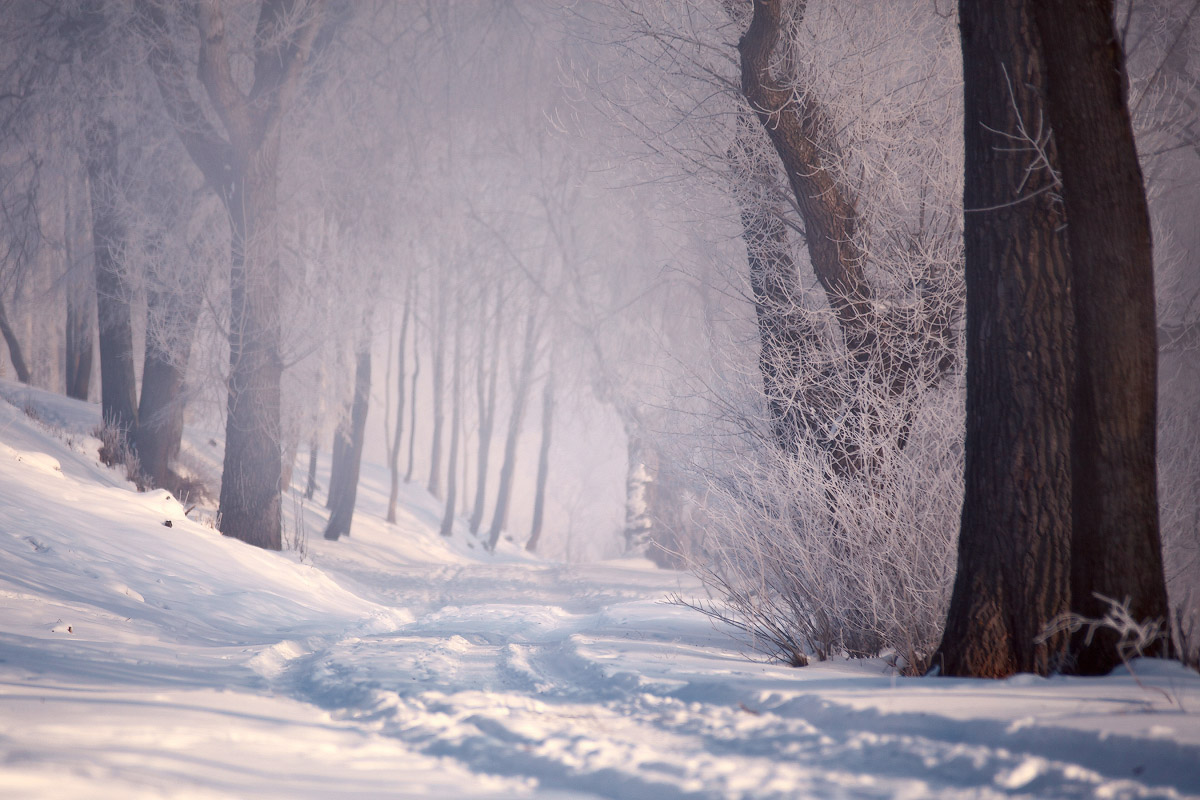 Winter road | Landscape photos